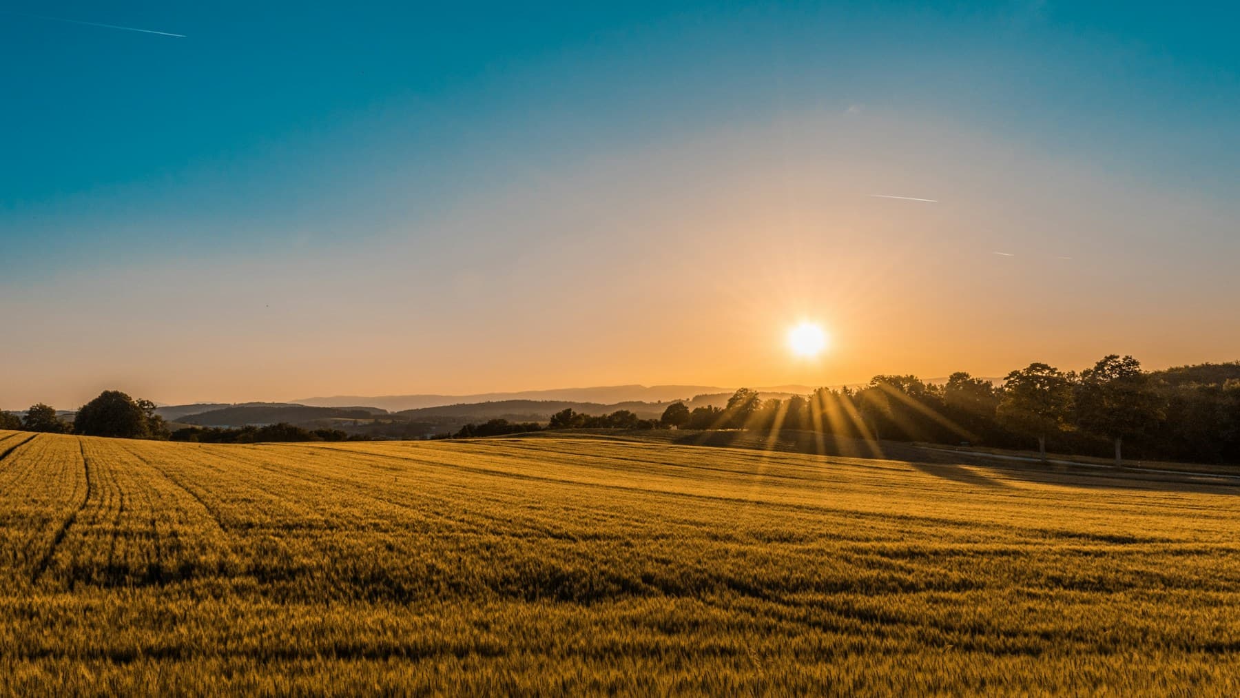 Golden hour field and horizon over the Davison countryside